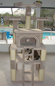 Bigfoot cat furniture on sale.