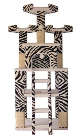Zebra Kitty Gym