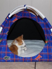 1-Florida-Gators-Cotton-Modern-Cat-or-Dog-Tent