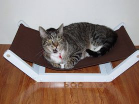 cathammock