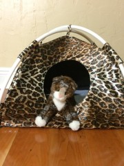 leopard Cat Tent